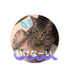 こゆきとちくわ（個別スタンプ：5）