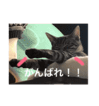 こゆきとちくわ（個別スタンプ：6）