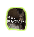こゆきとちくわ（個別スタンプ：8）