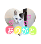こゆきとちくわ（個別スタンプ：9）