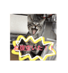 こゆきとちくわ（個別スタンプ：10）