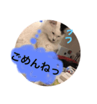 こゆきとちくわ（個別スタンプ：11）