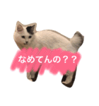 こゆきとちくわ（個別スタンプ：12）