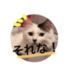 こゆきとちくわ（個別スタンプ：15）