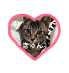 こゆきとちくわ（個別スタンプ：16）