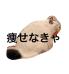 こゆきとちくわ（個別スタンプ：17）