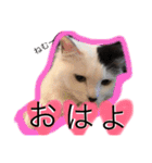 こゆきとちくわ（個別スタンプ：22）