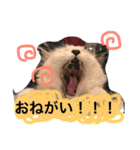 こゆきとちくわ（個別スタンプ：23）