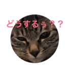 こゆきとちくわ（個別スタンプ：26）