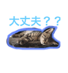 こゆきとちくわ（個別スタンプ：29）