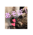 こゆきとちくわ（個別スタンプ：30）