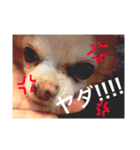 ルナちゃんスタンプ第一弾（個別スタンプ：8）