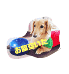 ここちゃんすたんぷぅ（個別スタンプ：1）