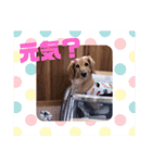 ここちゃんすたんぷぅ（個別スタンプ：4）