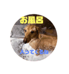 ここちゃんすたんぷぅ（個別スタンプ：5）