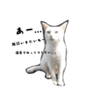 しろねこ～使える日常言葉～（個別スタンプ：1）