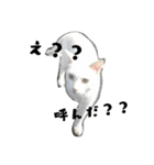 しろねこ～使える日常言葉～（個別スタンプ：2）