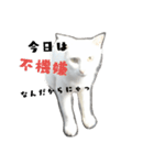 しろねこ～使える日常言葉～（個別スタンプ：3）