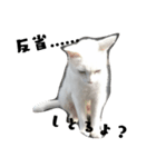しろねこ～使える日常言葉～（個別スタンプ：4）