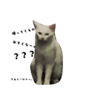 しろねこ～使える日常言葉～（個別スタンプ：7）