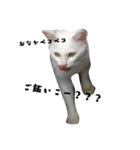 しろねこ～使える日常言葉～（個別スタンプ：8）
