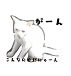 しろねこ～使える日常言葉～（個別スタンプ：9）