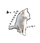 しろねこ～使える日常言葉～（個別スタンプ：10）