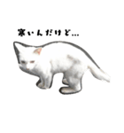 しろねこ～使える日常言葉～（個別スタンプ：11）