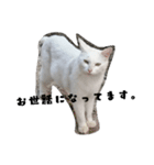しろねこ～使える日常言葉～（個別スタンプ：13）