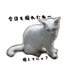 しろねこ～使える日常言葉～（個別スタンプ：14）