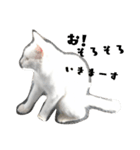 しろねこ～使える日常言葉～（個別スタンプ：15）