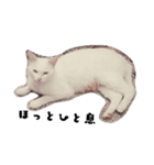 しろねこ～使える日常言葉～（個別スタンプ：16）