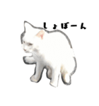 しろねこ～使える日常言葉～（個別スタンプ：17）