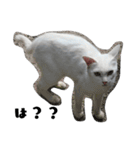 しろねこ～使える日常言葉～（個別スタンプ：18）