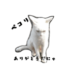 しろねこ～使える日常言葉～（個別スタンプ：19）