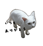 しろねこ～使える日常言葉～（個別スタンプ：20）