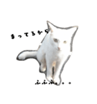 しろねこ～使える日常言葉～（個別スタンプ：22）