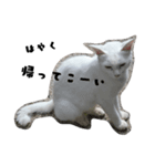 しろねこ～使える日常言葉～（個別スタンプ：23）