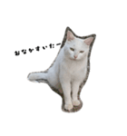 しろねこ～使える日常言葉～（個別スタンプ：24）