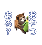 PUNIPUNI MARU Young Ver.（個別スタンプ：1）