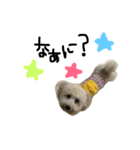 クリーム色のマルプー（個別スタンプ：1）