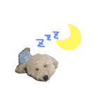 クリーム色のマルプー（個別スタンプ：2）