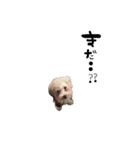 クリーム色のマルプー（個別スタンプ：5）