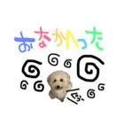 クリーム色のマルプー（個別スタンプ：9）