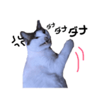 幸せを運ぶ猫 コロちゃん（個別スタンプ：3）