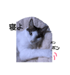 幸せを運ぶ猫 コロちゃん（個別スタンプ：4）