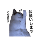 幸せを運ぶ猫 コロちゃん（個別スタンプ：5）