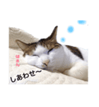 幸せを運ぶ猫 コロちゃん（個別スタンプ：6）