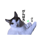 幸せを運ぶ猫 コロちゃん（個別スタンプ：7）