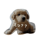 ふみちゃんvol.1（個別スタンプ：5）